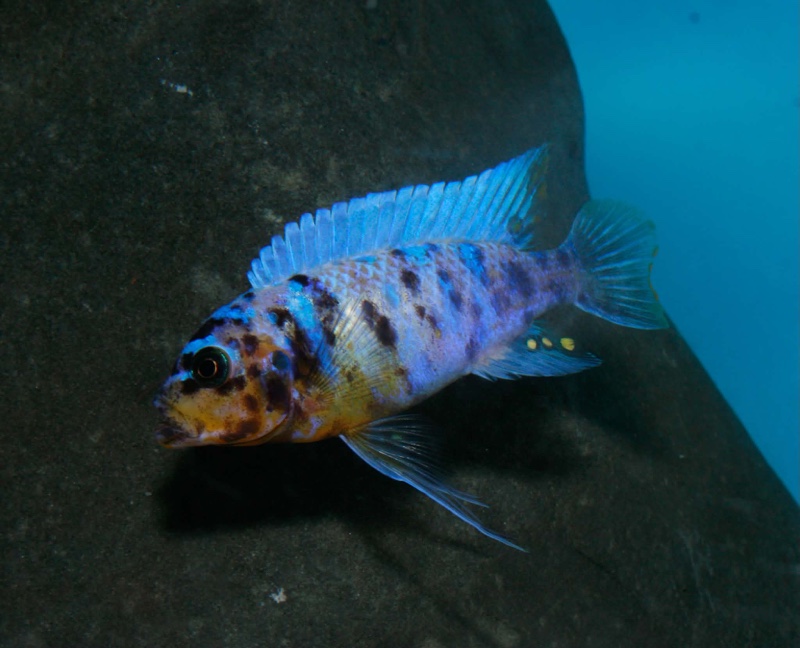 Maylandia fainzilberi 'Ngwasi'